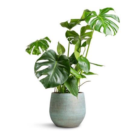 FLORA Potted Monstera Deliciosa (Swiss Cheese Plant)