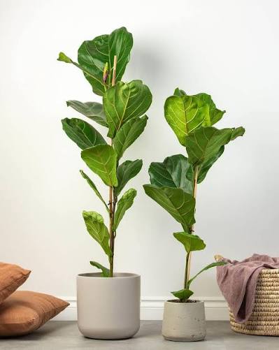 FLORA Fiddle Leaf Fig Tree (Ficus Lyrata)